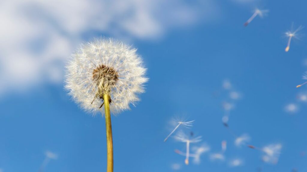 Hay fever Treatment Online